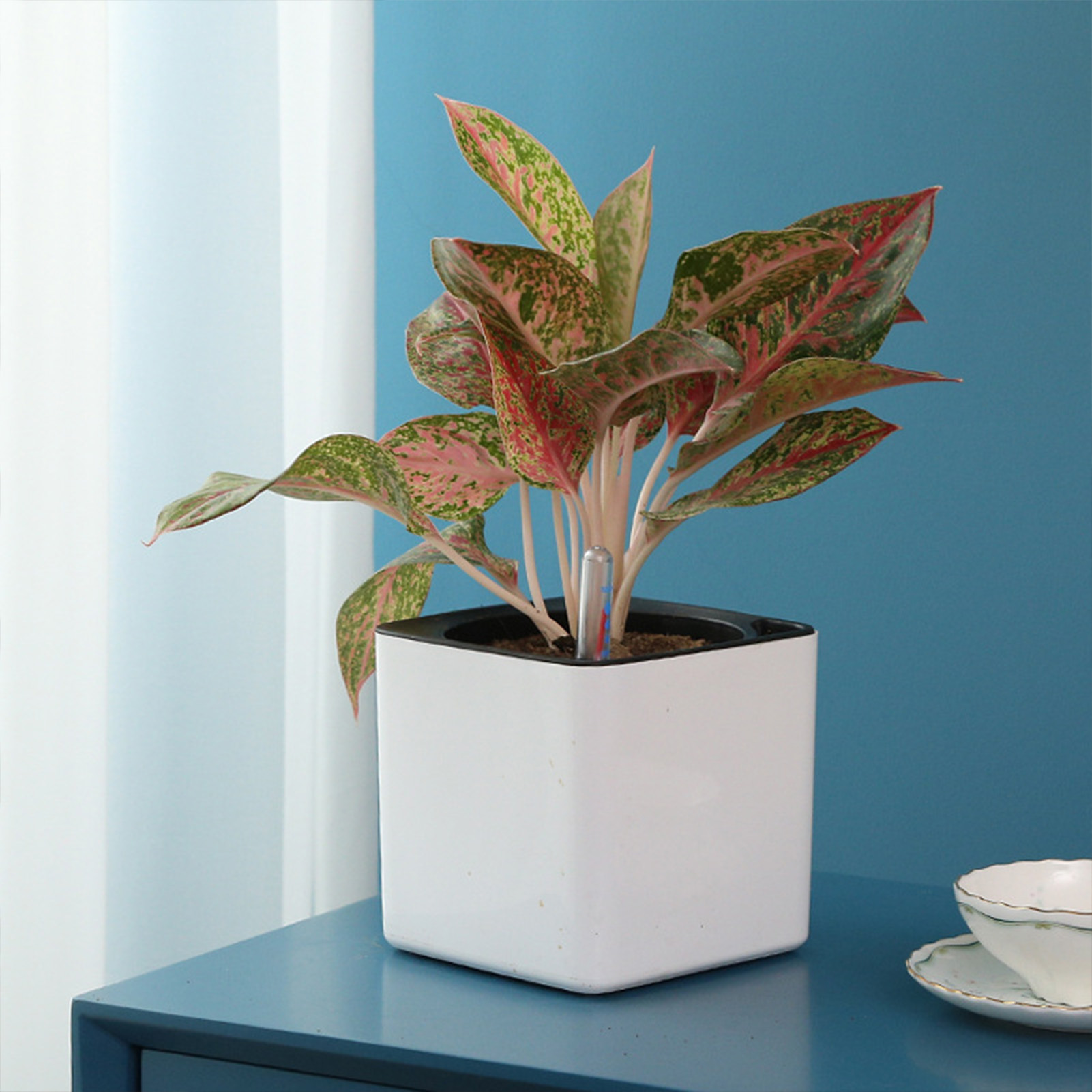 Pot de fleurs paresseux de 3 t - Self Watering Insert avis et prix